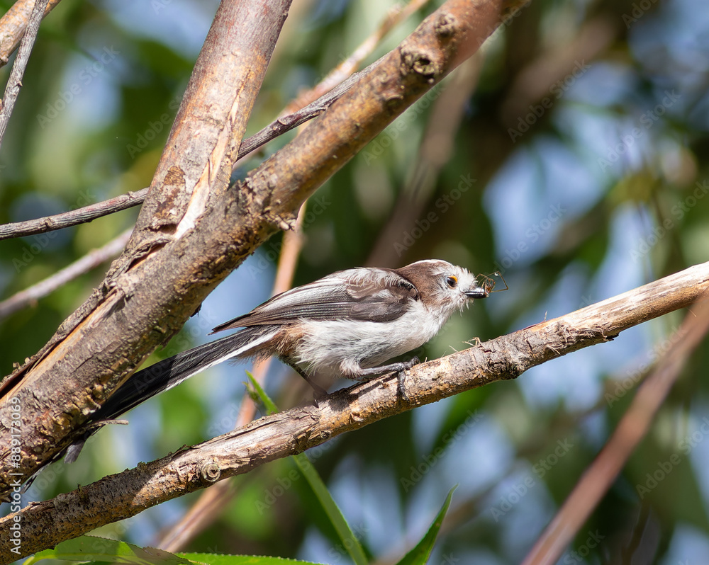 Obraz premium Long-tailed tit, Aegithalos caudatus. A young bird sits on a branch