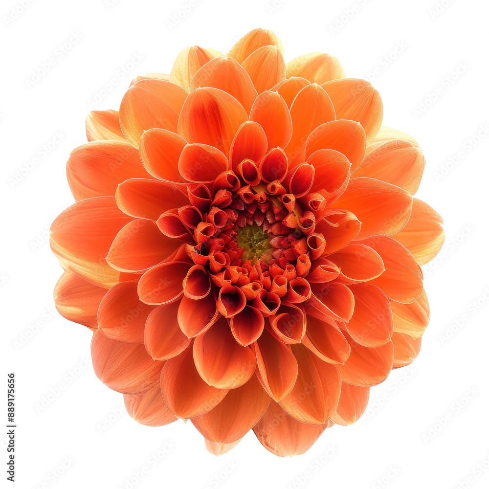 Orange dahlia flower on transparent background. Orange dahlia flower on transparent background.