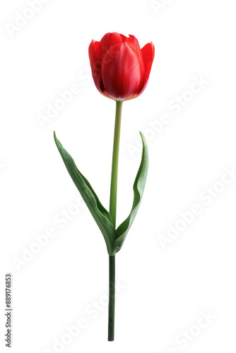 single red tulip isolated on transparent background. 