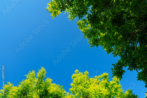 Tree leaves with bright sunlight under sky