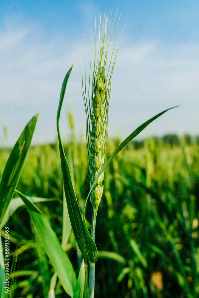 Obraz premium Wheatear and wheat field under blue sky