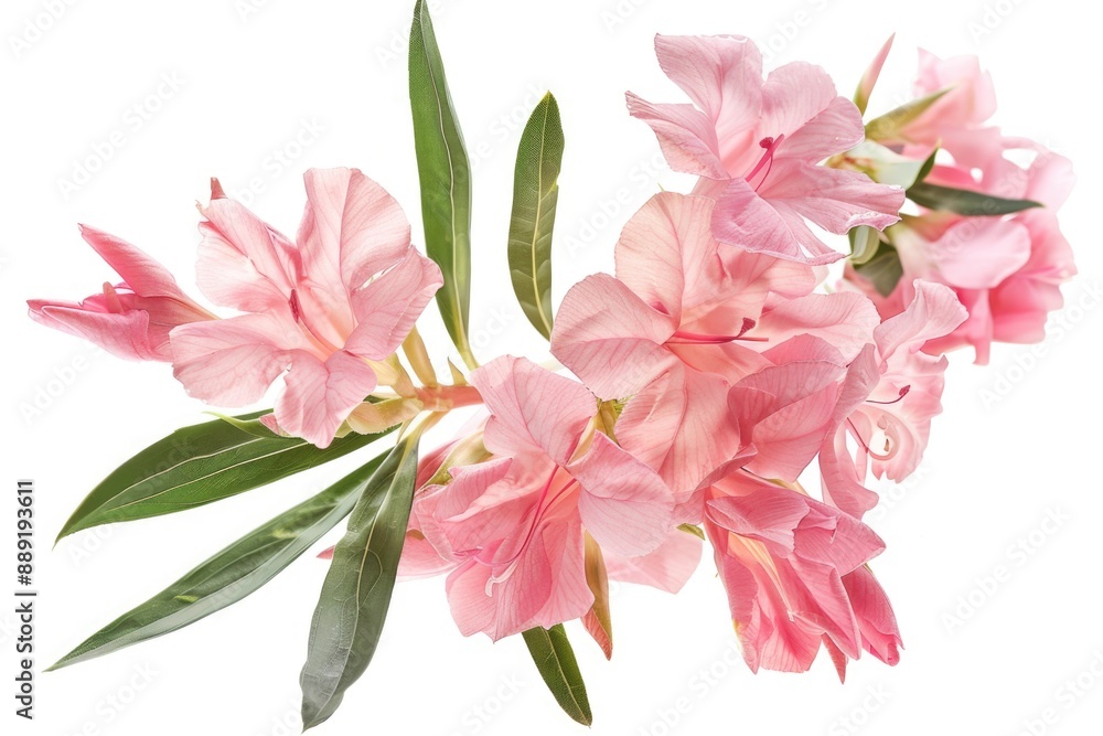 Close-up shot of pink flowers on a white background, suitable for use in promotional materials or as a decorative element Close-up shot of pink flowers on a white background, suitable for use in promotional materials or as a decorative element