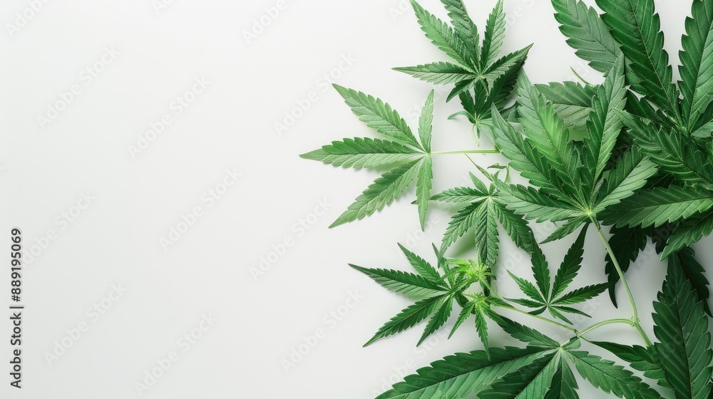 Beautiful cannabis leaves on white background with copy space indoor growing Beautiful cannabis leaves on white background with copy space indoor growing