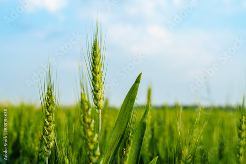 Wheatear and wheat field under blue sky