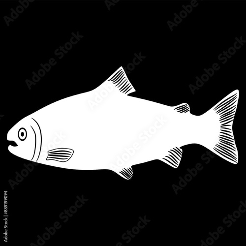 Salmon Fish sketch on black background vector illustration