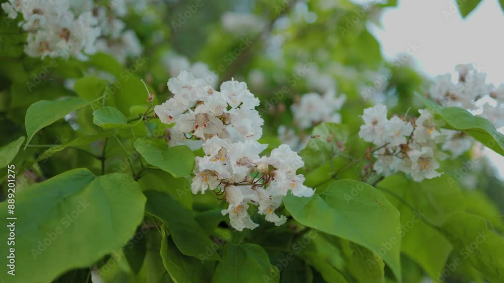 Beautiful catalpa blossom. White catalpa flowers and green leaves. Beautiful background. Catalpa flowers and leaves sway in the wind.