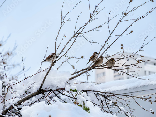 A flock of sparrows waiting for spring