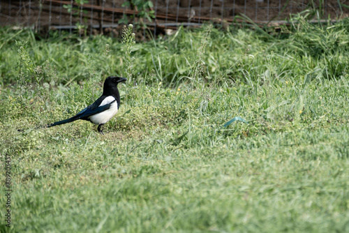 A proud magpie looking for food