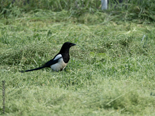 A proud magpie looking for food