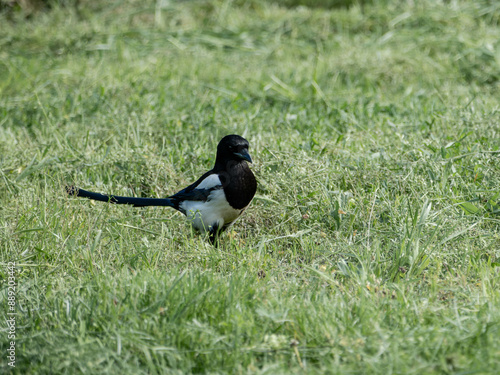 A proud magpie looking for food