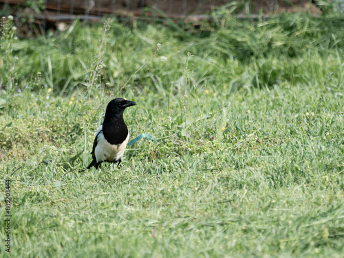 A proud magpie looking for food