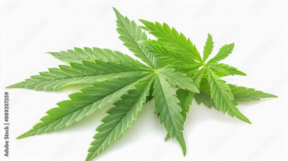 Fresh green cannabis leaves lying on a white background Fresh green cannabis leaves lying on a white background