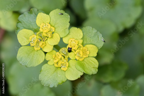 Alternate-leaved Golden Saxifrage - Chrysosplenium Alternifolium - Verspreidbladig Goudveil