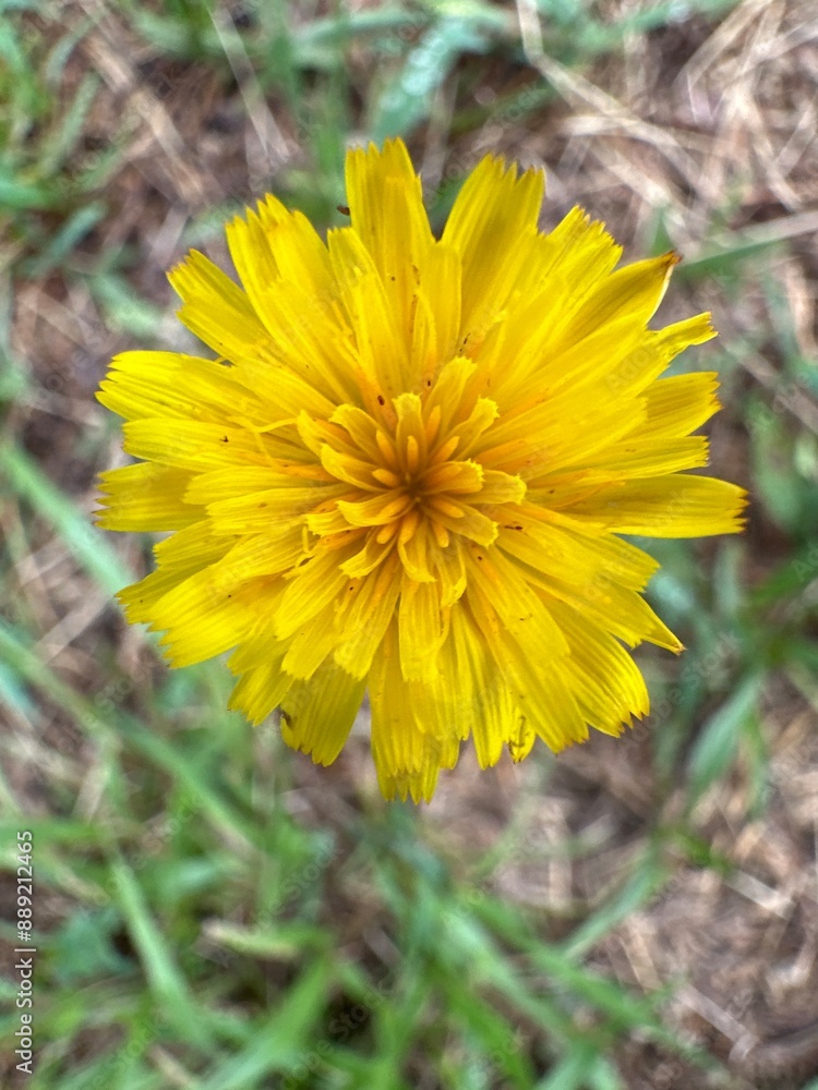 yellow dandelion flower yellow dandelion flower