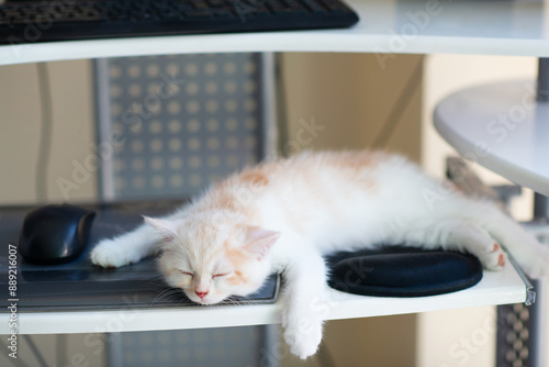 Foto Beautiful little white kitten with ginger spots sleeps at home working place near keypad
