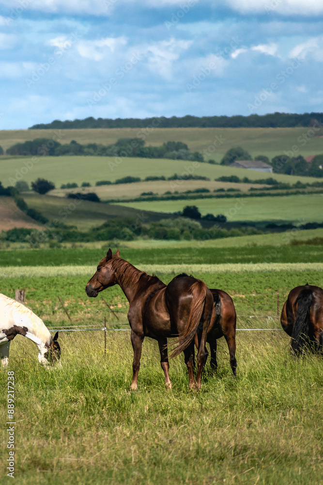 Horses in a field with landscape behind, equus Horses in a field with landscape behind, equus