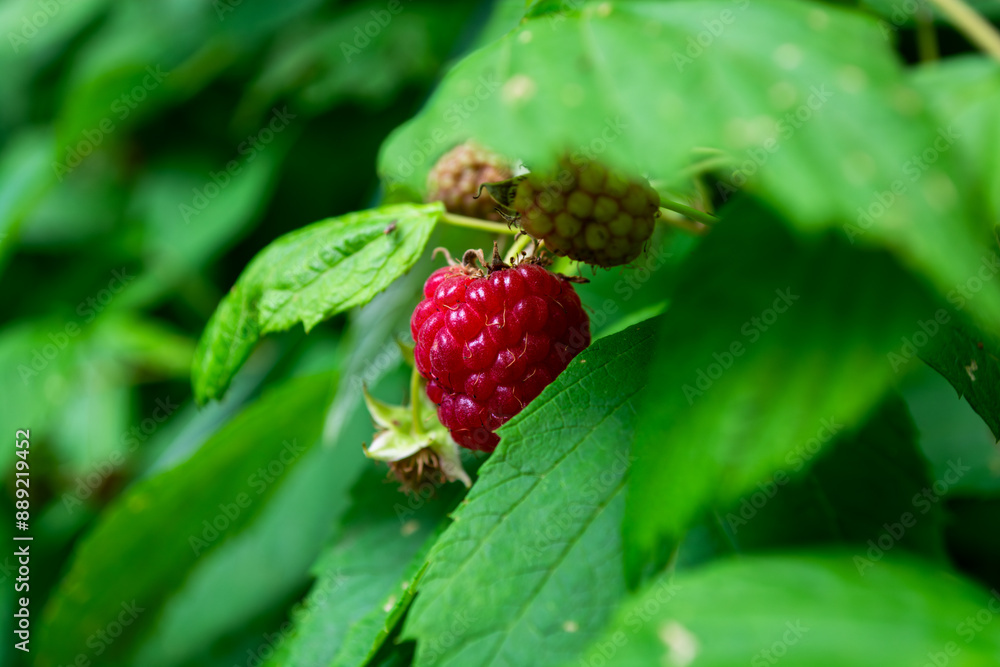 Ripe red raspberries among green leaves. Ripe red raspberries among green leaves.