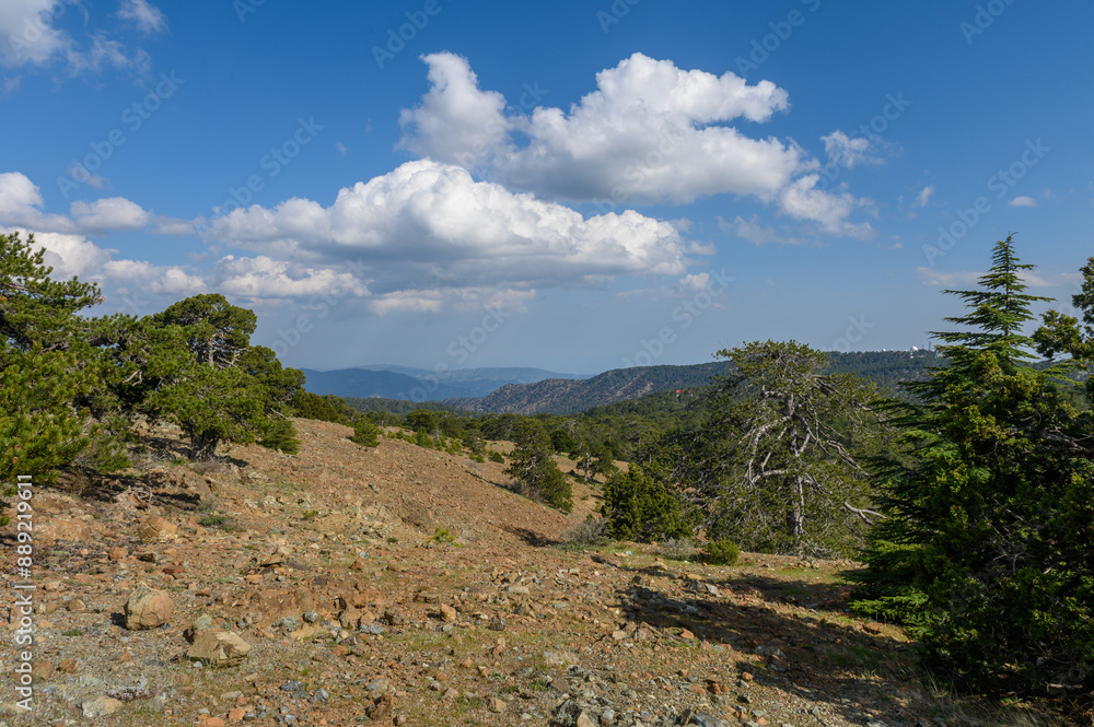 Landscape view from Troodos mountains with the pine branches in the foreground, Cyprus Landscape view from Troodos mountains with the pine branches in the foreground, Cyprus
