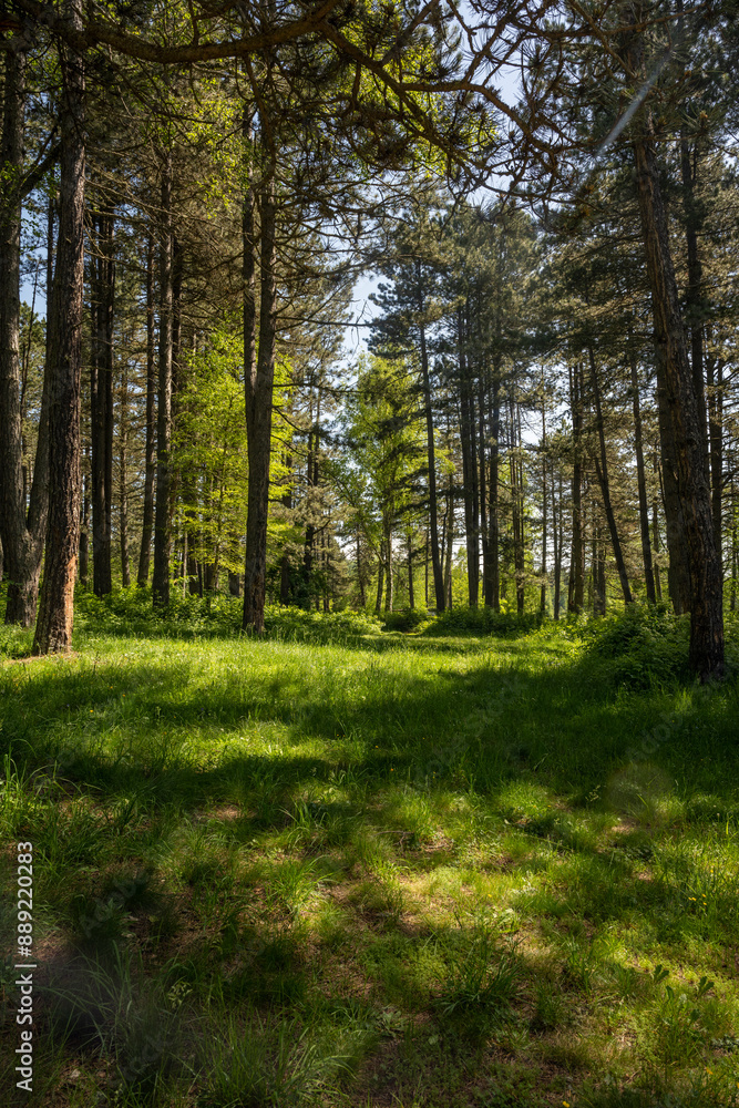 A forest path for a leisurely walk on Lake Vlasina.
A forest path for a leisurely walk on Lake Vlasina.