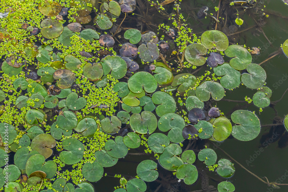 Hydrocharis morsus-ranae, frogbit, is a flowering plant belonging to the genus Hydrocharis in the family Hydrocharitaceae. It is a small floating plant resembling a small water lily Hydrocharis morsus-ranae, frogbit, is a flowering plant belonging to the genus Hydrocharis in the family Hydrocharitaceae. It is a small floating plant resembling a small water lily