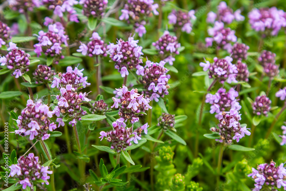 Blossoming fragrant Thymus serpyllum, Breckland wild thyme, creeping thyme, or elfin thyme close-up, macro photo. Beautiful food and medicinal plant in the field in the sunny day Blossoming fragrant Thymus serpyllum, Breckland wild thyme, creeping thyme, or elfin thyme close-up, macro photo. Beautiful food and medicinal plant in the field in the sunny day
