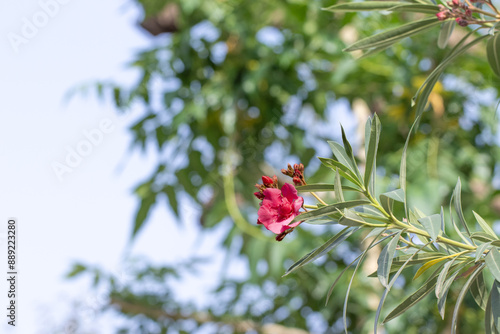 Pink Oleander Flower in Bloom