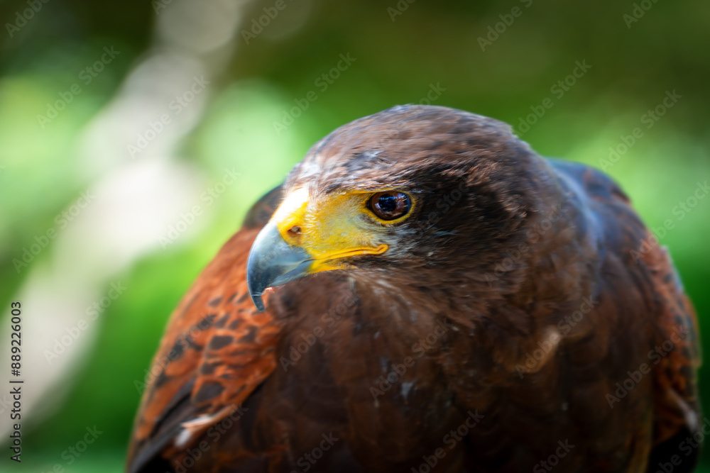 eagle perched above looking intently head side on eagle perched above looking intently head side on