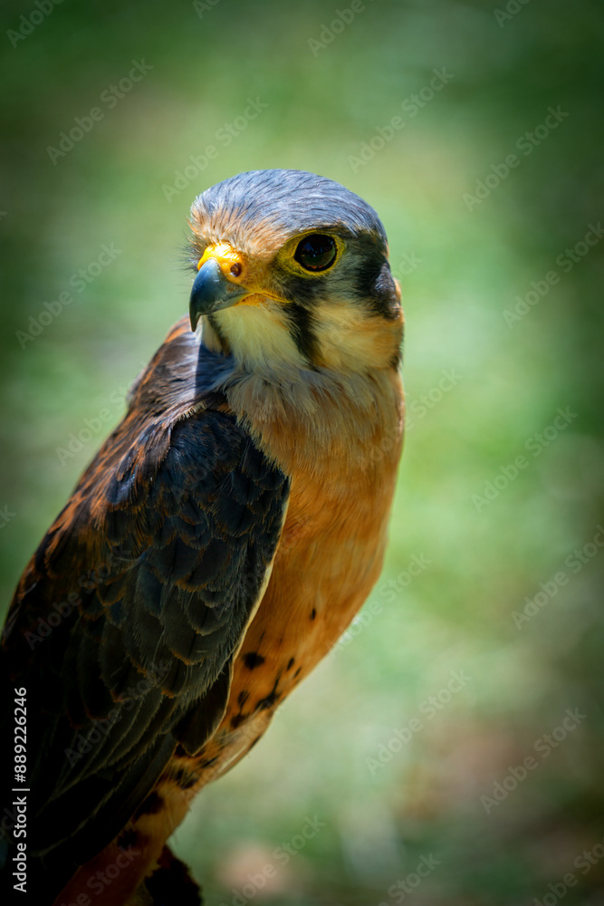 raptor perched looking alert showing keen eye and head raptor perched looking alert showing keen eye and head