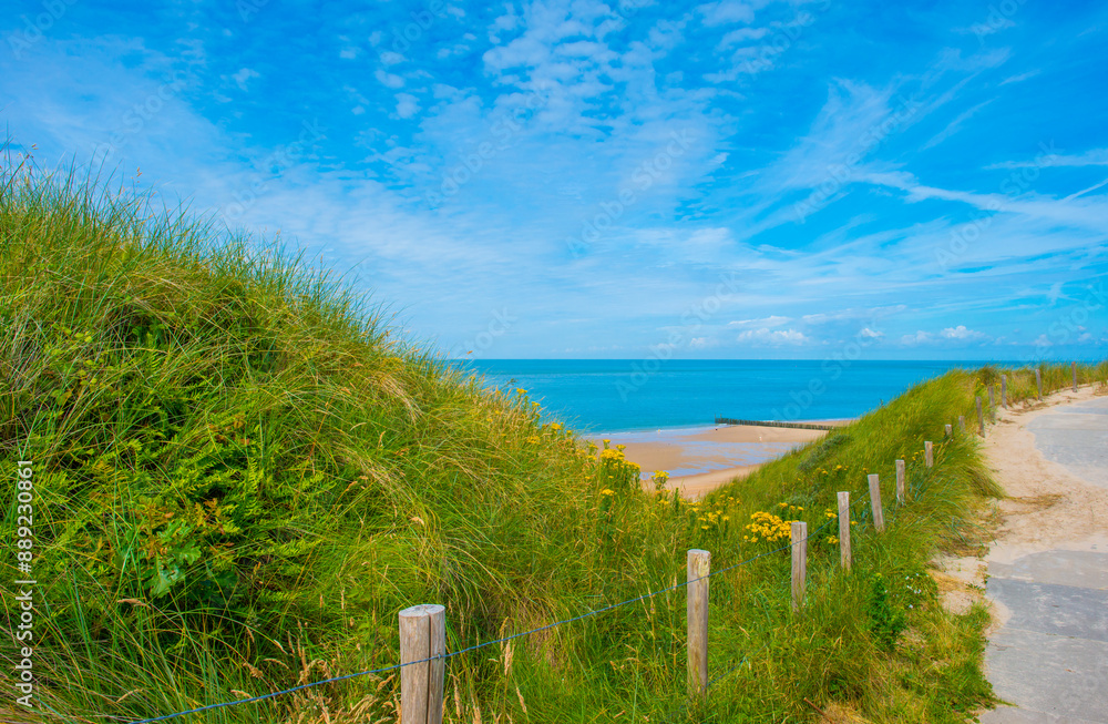 Fototapeta premium Grassy sandy dunes along sand beach and sea in a blue cloudy sky in bright sunlight in summer, Walcheren, Zeeland, the Netherlands, July, 2024