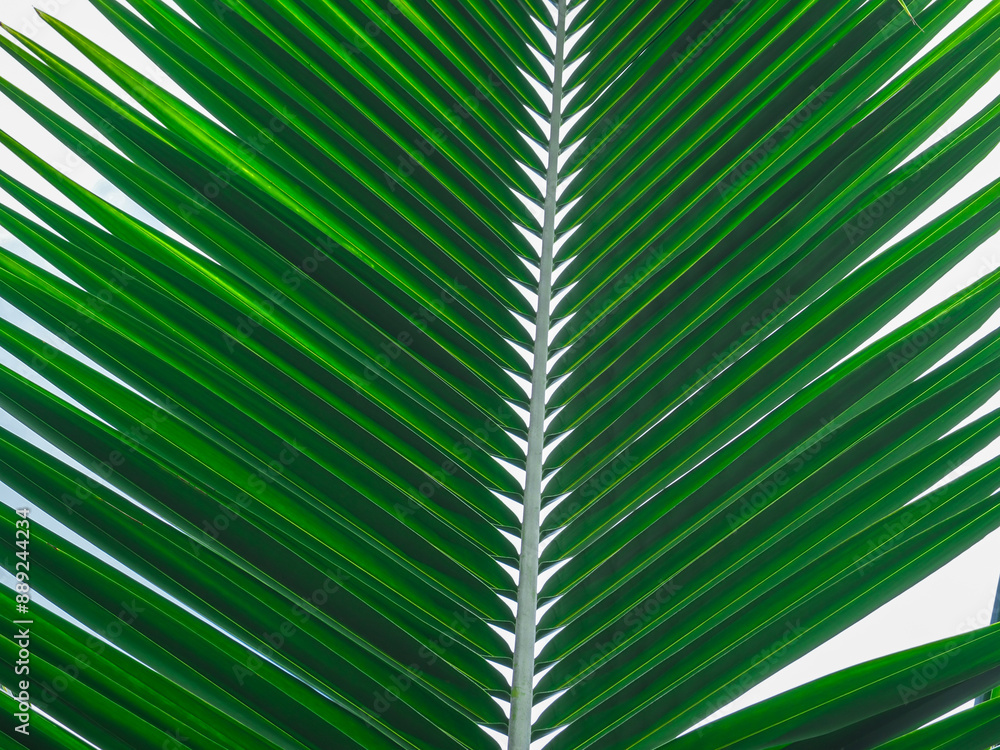 Fototapeta premium Fresh coconut leaves for a rainy or summer background. 