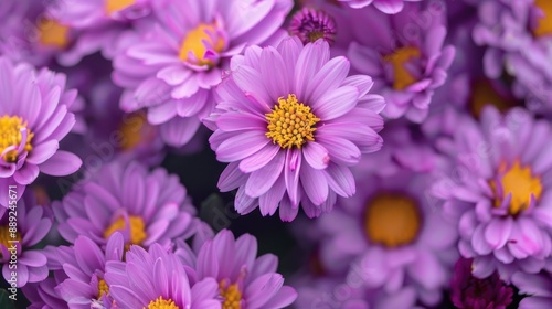 Close up of lovely purple margaret blooms