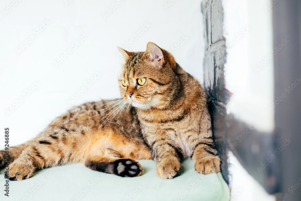 A gray striped cat with yellow eyes near the window. Pet portrait with shadows, front view A gray striped cat with yellow eyes near the window. Pet portrait with shadows, front view