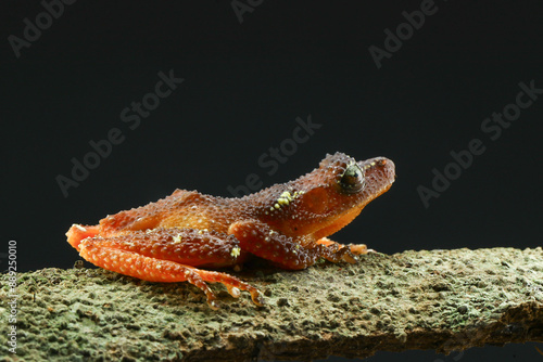 Pearly Tree Frog (Naturalis margaritifer) photo