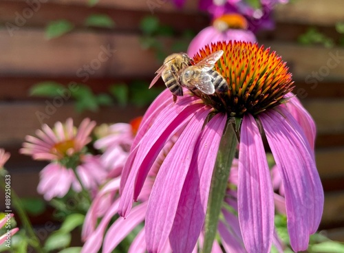 bee on a flower - Echinaceas photo