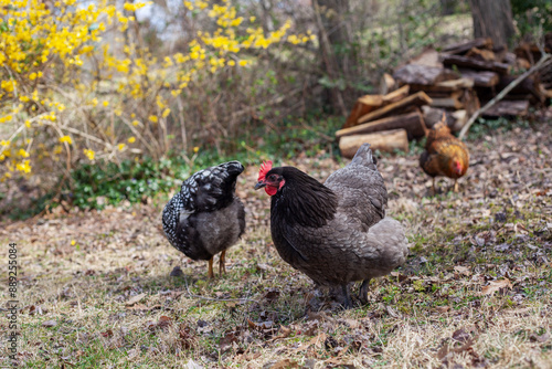 Two backyard chickens in yard with wood pile and yellow forsythias in background.