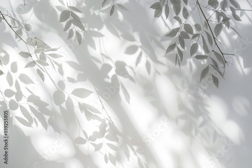 The shadow of natural tree leaves on a white wall is abstract
