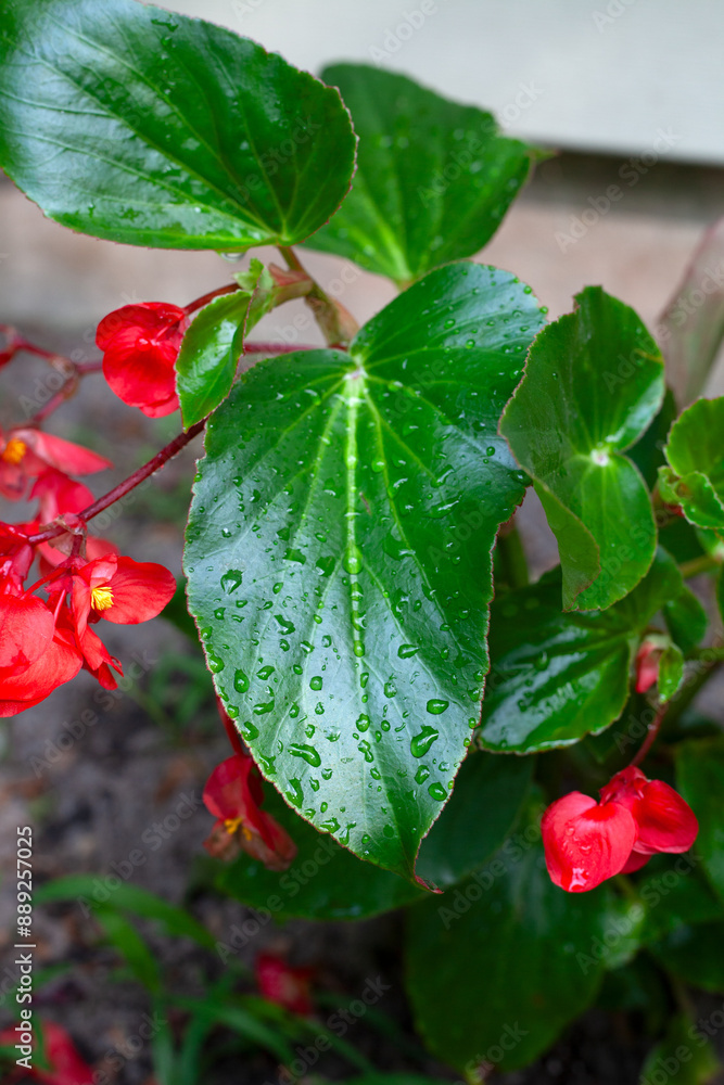 Dragon Begonia leaves with rain drops. Dragon Begonia leaves with rain drops.