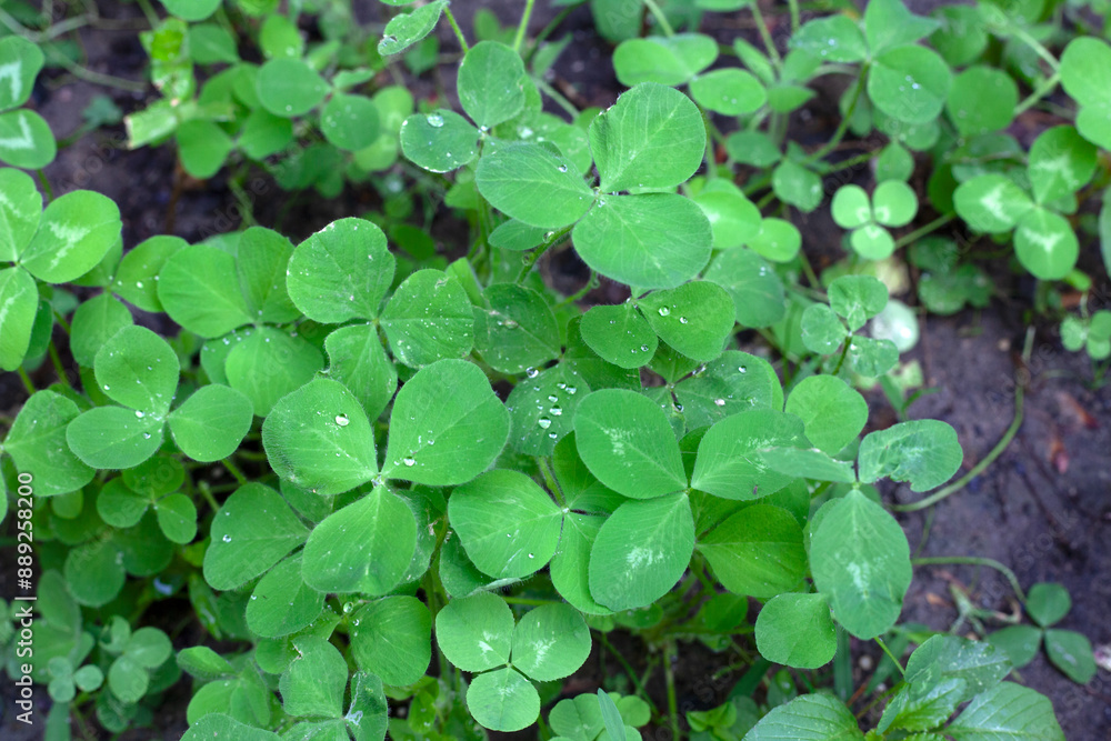Closeup of green clover growing with water droplets on leaves. Closeup of green clover growing with water droplets on leaves.