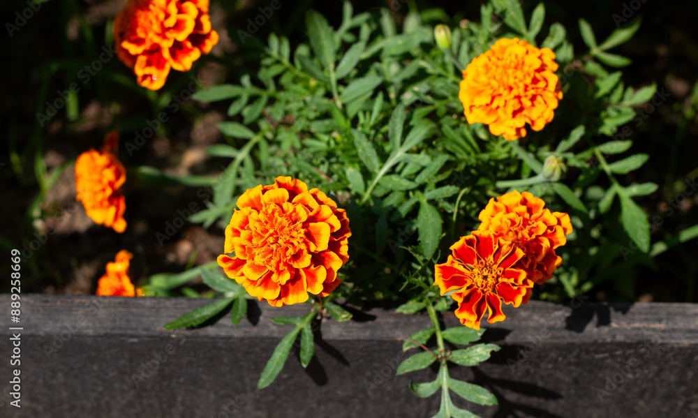 Close up of orange Marigold flowers with green leaves in sunlight. Close up of orange Marigold flowers with green leaves in sunlight.
