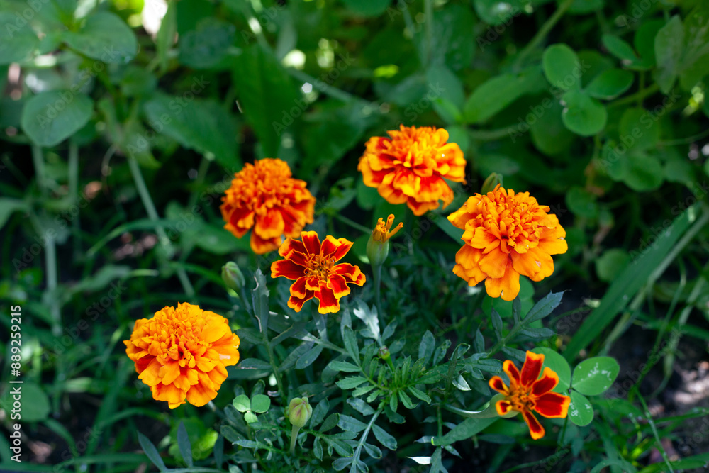 Orange Marigold flowers with green leaves in summertime in New Jersey garden. Orange Marigold flowers with green leaves in summertime in New Jersey garden.