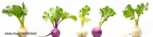 PNG image of Soft Smooth Kohlrabi Hyperrealistic Highly Detailed Isolated on Transparent Background