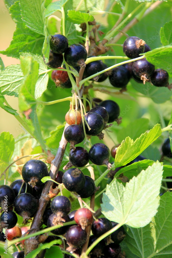 Fresh organic grown Blackcurrant or cassis fruits on a plant in a garden in a sunny summer day. bush of ripe black currant Fresh organic grown Blackcurrant or cassis fruits on a plant in a garden in a sunny summer day. bush of ripe black currant