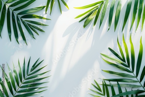 Flat lay of tropical palm tree on white wall background, hidden shadows. Minimal fashion summer holiday concept.