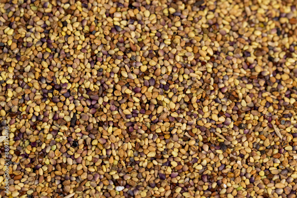 clover seeds for growing in fields clover seeds for growing in fields