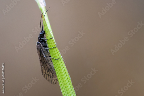 Elderfly - Sialis Lutaria - Elzenvlieg