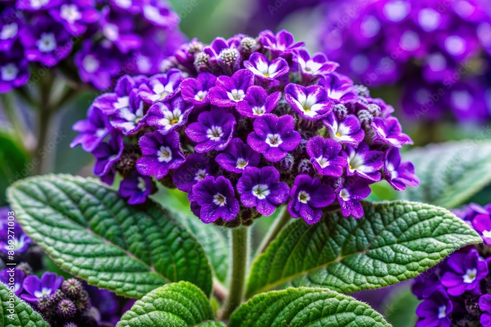 Delicate, velvety heliotrope flowers bloom in vibrant purple hue, showcasing intricate, swirling patterns and delicate, lacy edges on each petal in exceptional macro detail. Delicate, velvety heliotrope flowers bloom in vibrant purple hue, showcasing intricate, swirling patterns and delicate, lacy edges on each petal in exceptional macro detail.