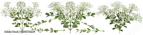 The Alyssum Flower Pile of Heaps Isolated On Transparent Background PNG File Is Hyper-Realistic But Highly Detailed