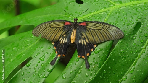 Butterfly Common Mormon resting on the wet palm leaf. Papilio Polytes butterflies found across southern Asia, Sri Lanka, India to southern Japan, the Philippines, and Sunda Islands. photo