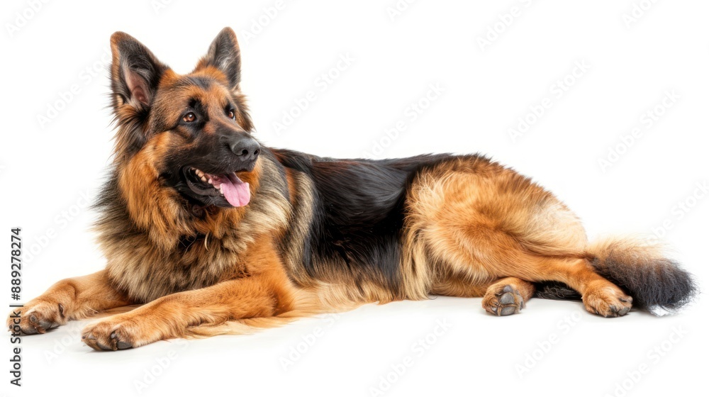 King Shepherd full body on white background King Shepherd full body on white background
