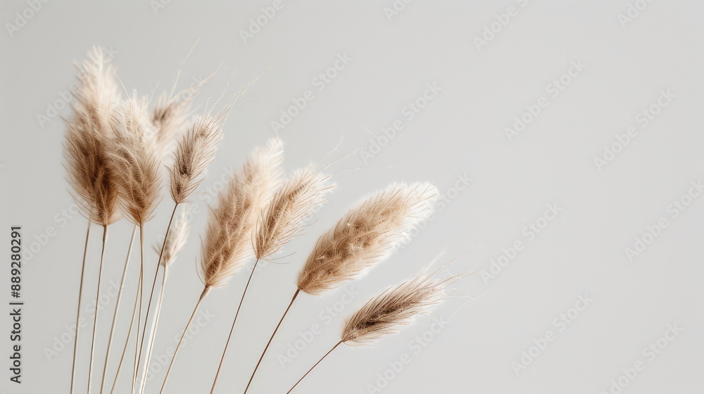 Pampas grass, abstract natural background of soft plants moving in the wind. Bright and clear view of plants like feather dusters Pampas grass, abstract natural background of soft plants moving in the wind. Bright and clear view of plants like feather dusters
